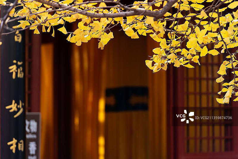 北京红螺寺银杏秋景图片素材