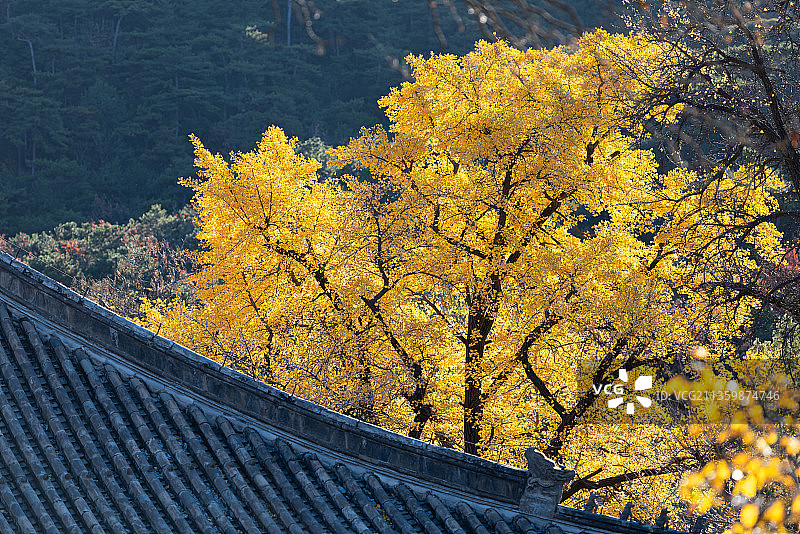 北京红螺寺银杏秋景图片素材