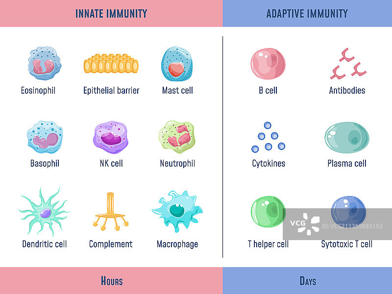 适应性免疫系统细胞的先天免疫图片素材