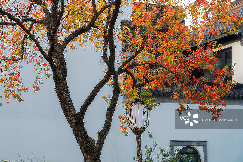 乌桕路灯图片素材