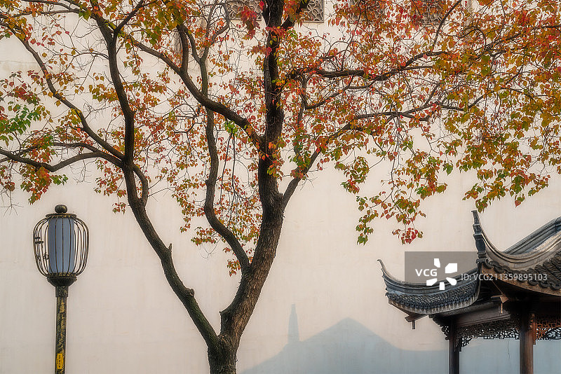 亭台、路灯、乌桕图片素材