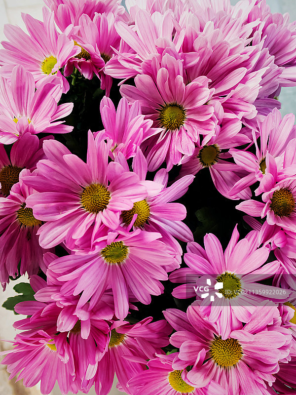 瓜叶菊图片素材