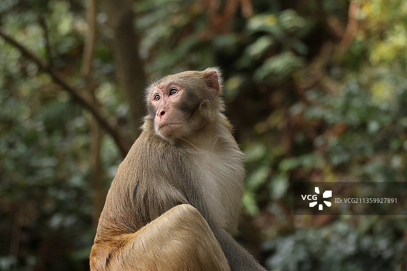 黔灵山猕猴图片素材