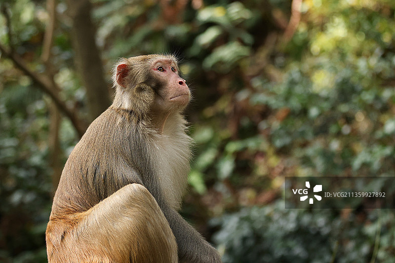 黔灵山猕猴图片素材
