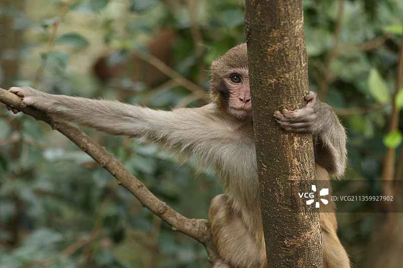 黔灵山猕猴图片素材