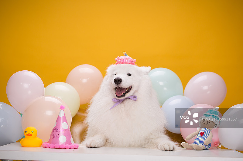 宠物纯底萨摩耶素材图片图片素材