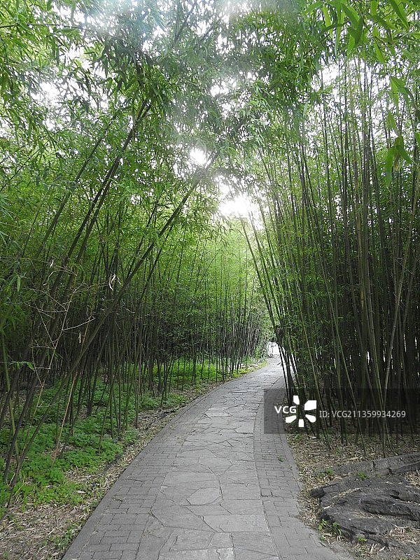竹林小路 竹子树林图片素材