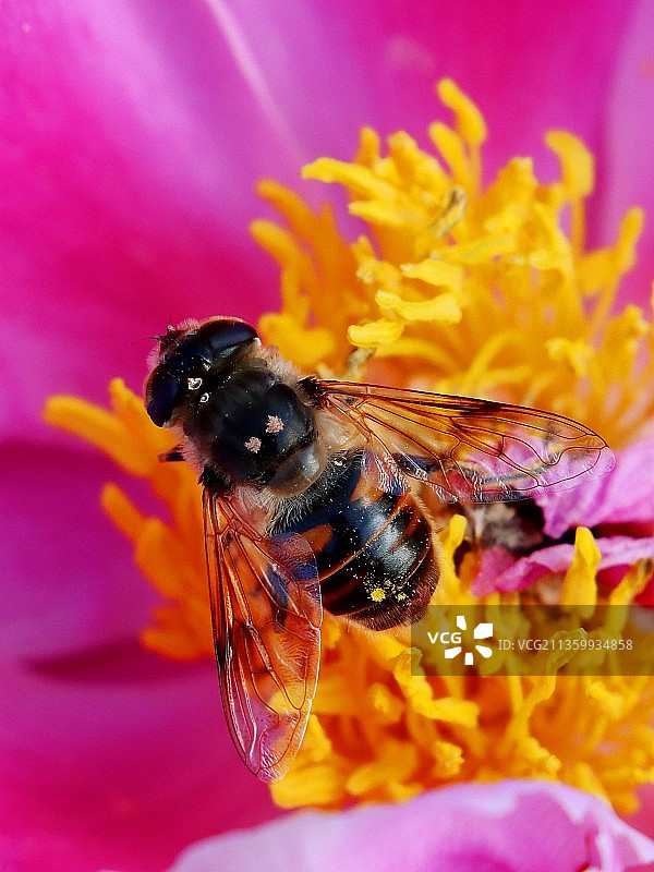 芍药花蕊醉春蜂图片素材