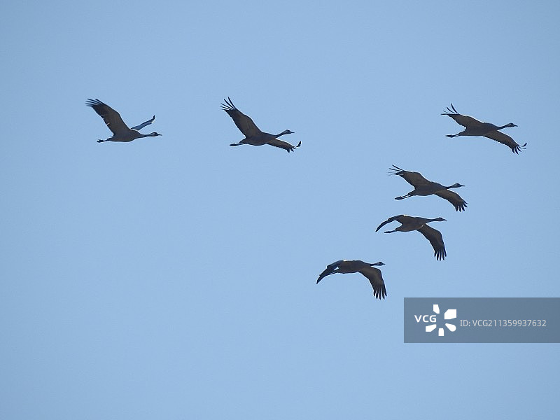 灰鹤鸟群飞翔 鹤群图片素材