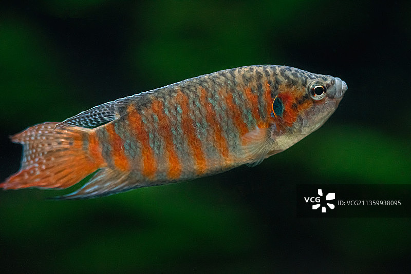 斗鱼特写图片素材