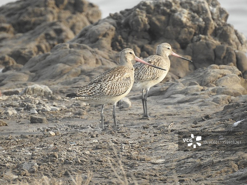 黑尾塍鹬 斑尾塍鹬 鹬 水鸟野生鸟类 站立 海边图片素材