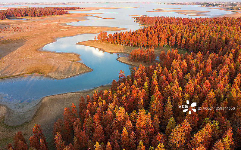 美丽半塔池杉林图片素材