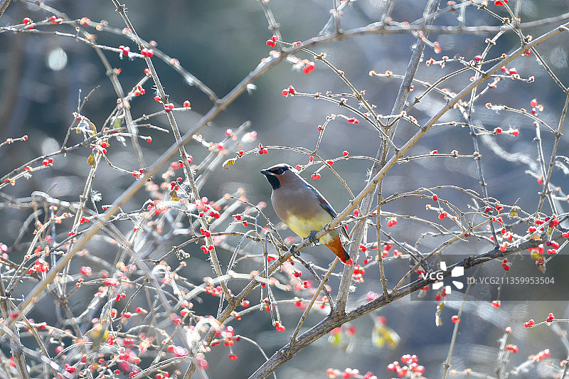 太平鸟图片素材