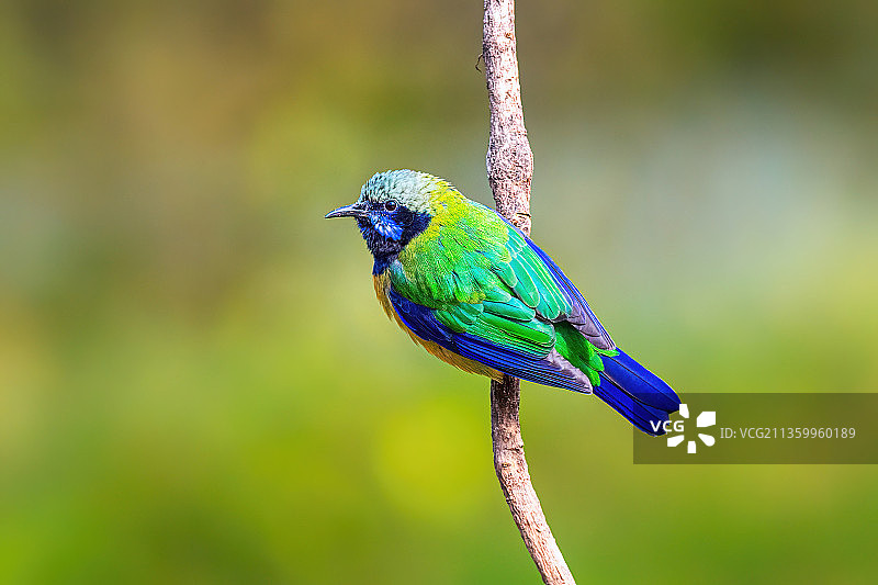 橙腹叶鹎图片素材