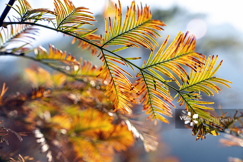 植物活化石水杉树初冬金黄叶子惹人爱图片素材