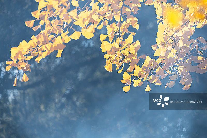 北京红螺寺秋季银杏叶图片素材