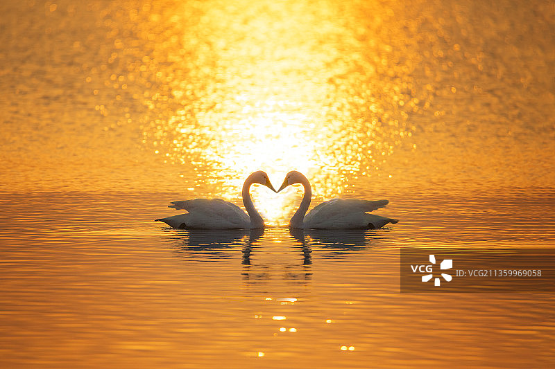荣城天鹅湖之爱在黄昏图片素材