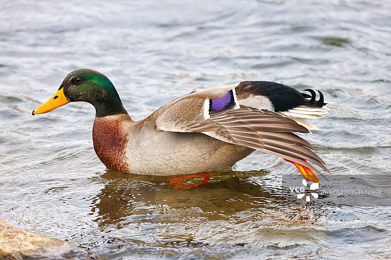 野鸭瑜伽图片素材