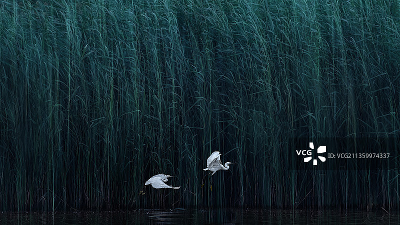 芦荡双飞鹭图片素材