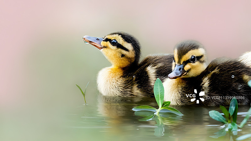 小小斑嘴鸭图片素材