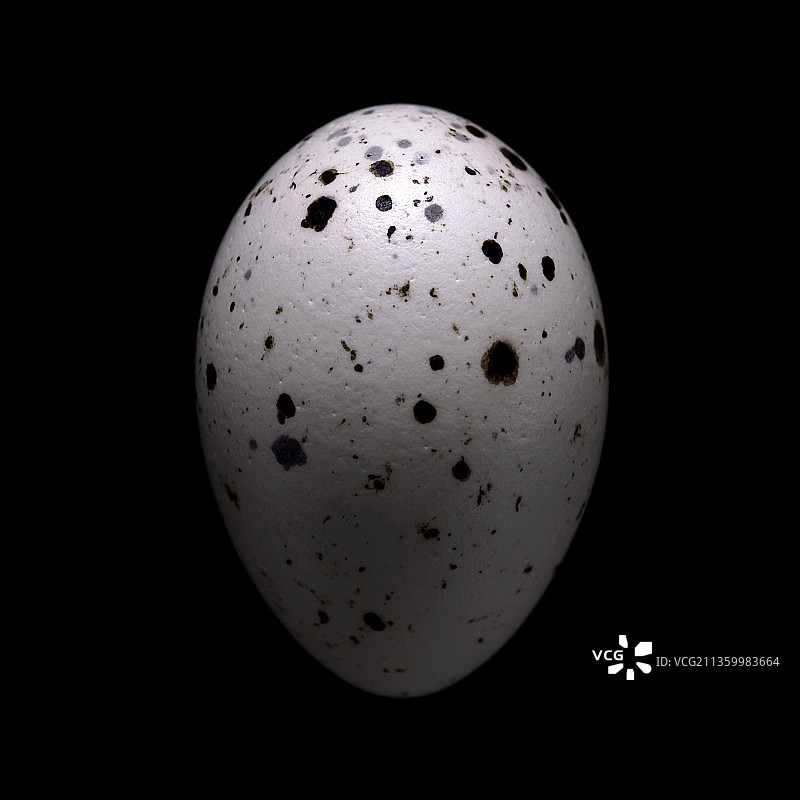 非洲织布鸟图片素材