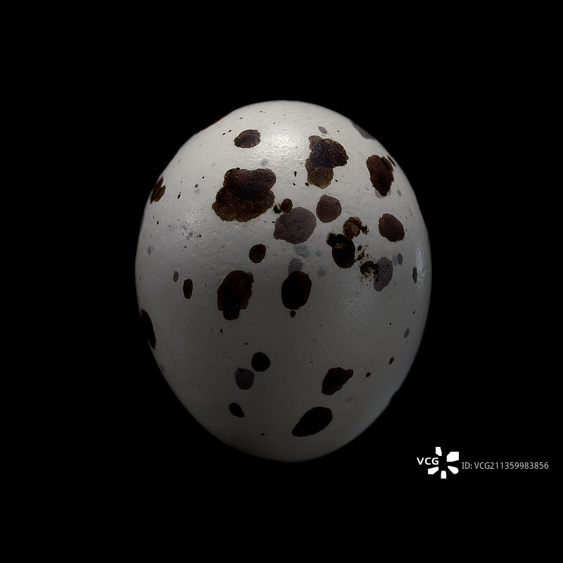 剪尾王霸鹟鸟蛋图片素材