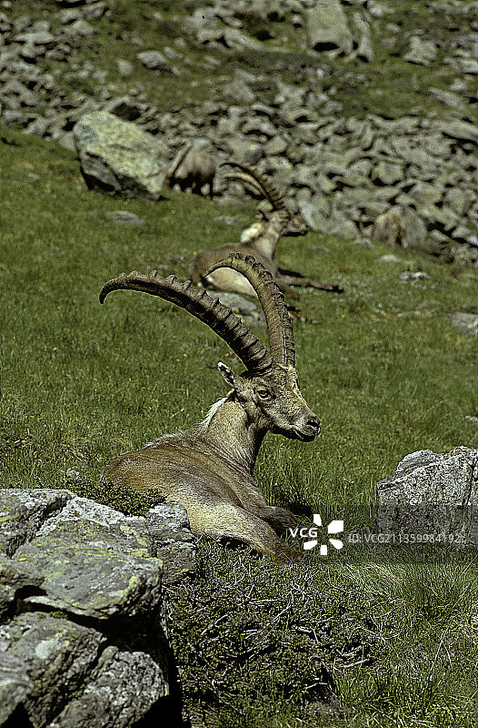 高山野山羊图片素材