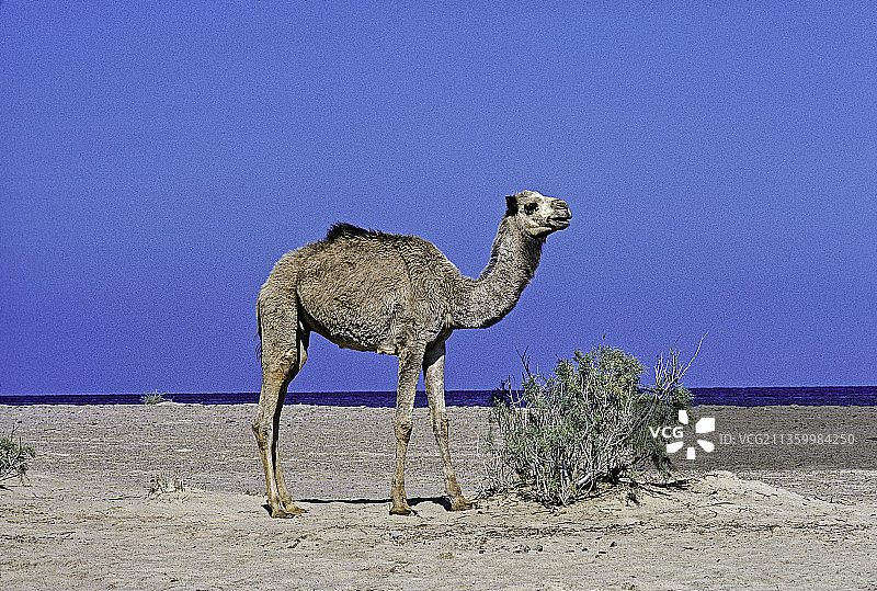 单峰骆驼图片素材