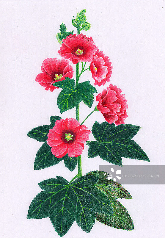 彩铅画-蜀葵图片素材