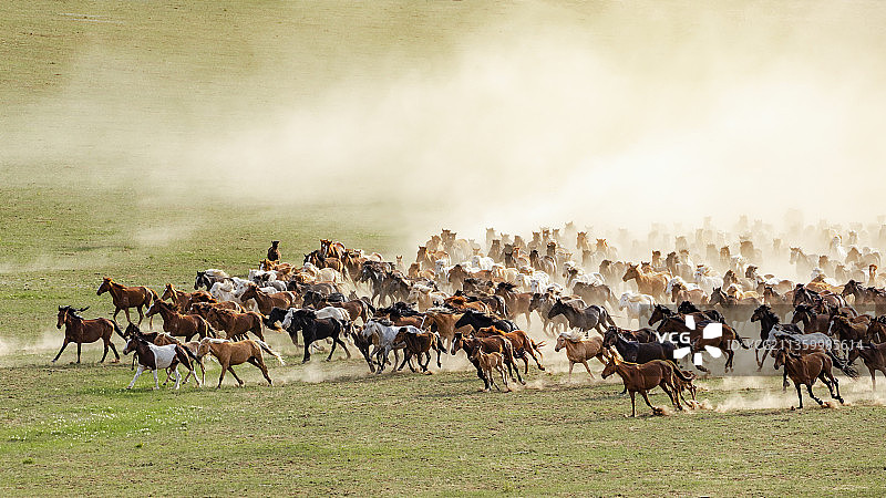 千里马蒙古马宝马图片素材