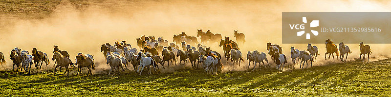 千里马蒙古马宝马图片素材