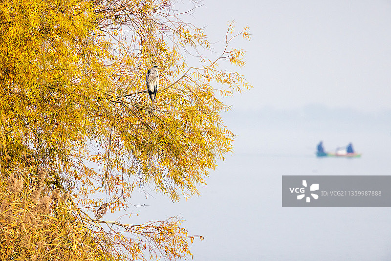 衡水湖畔的水鸟图片素材