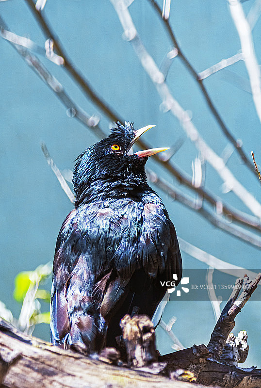 鸟的自然美图片素材