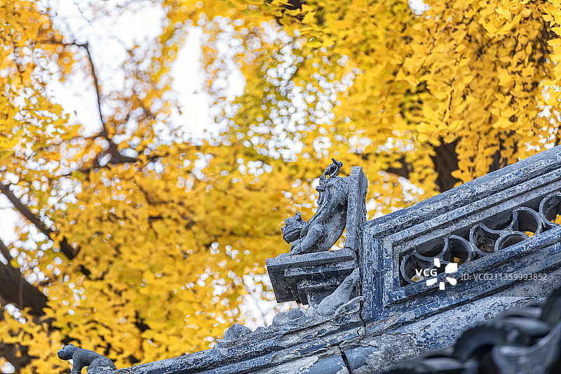 苏州姑苏区定慧寺与双塔的秋天图片素材