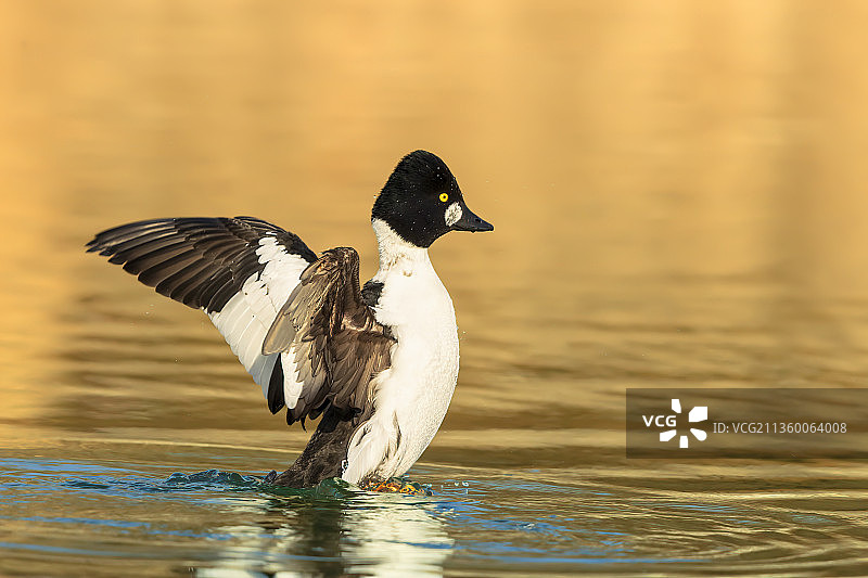 右翅折断飞羽的鹊鸭图片素材