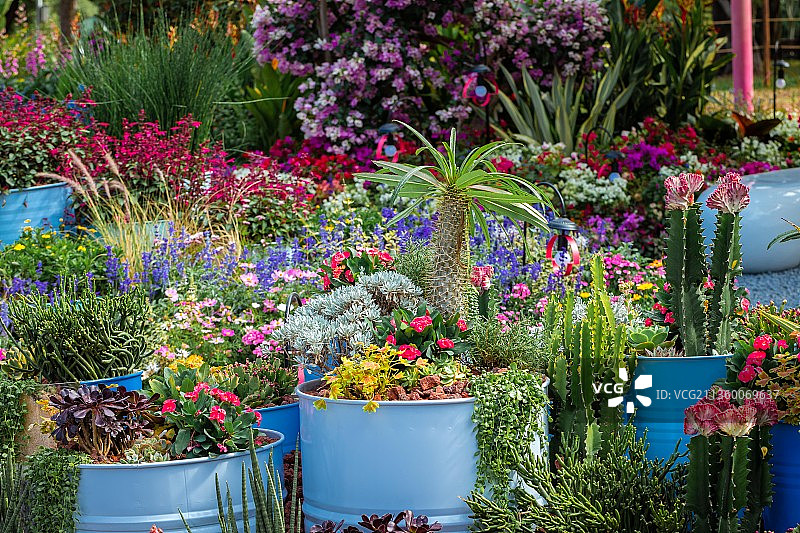 2021深圳莲花山花展图片素材