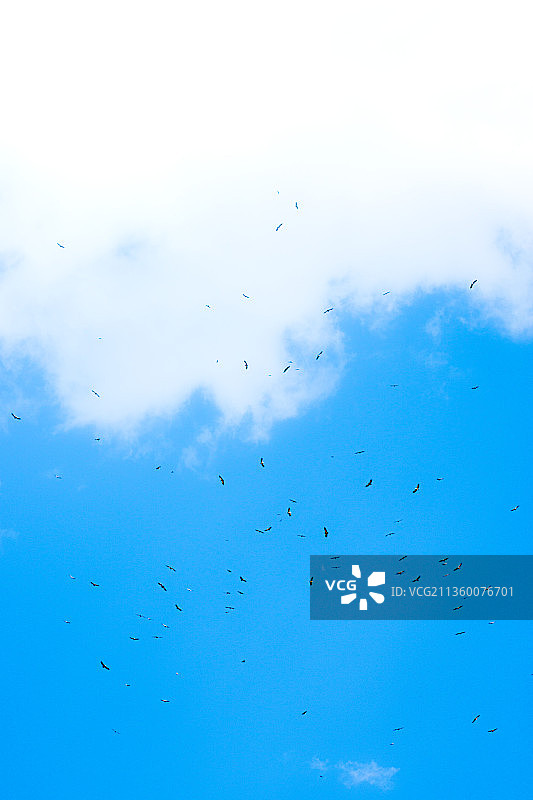 蓝天中一群鸟在盘旋图片素材