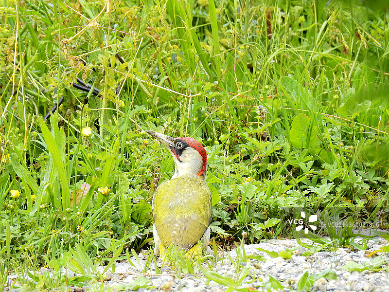 警觉的绿啄木鸟图片素材