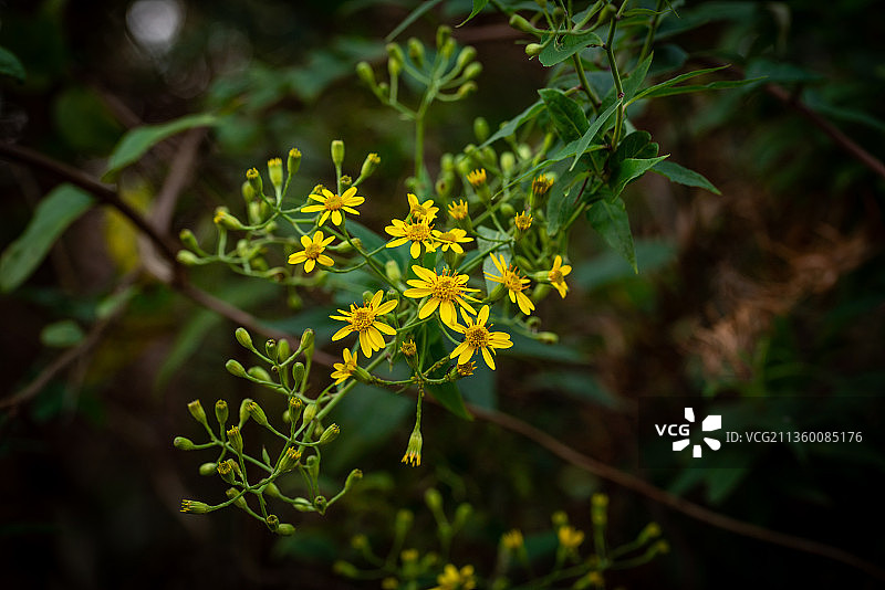 野生中草药林荫千里光图片素材