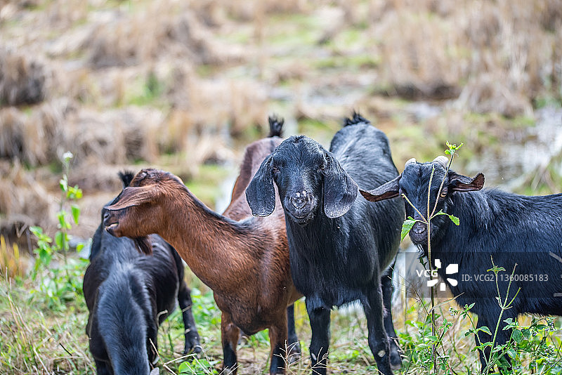 一群黑山羊图片素材