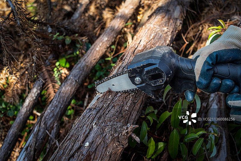 森林砍伐锯树木背景素材图片素材