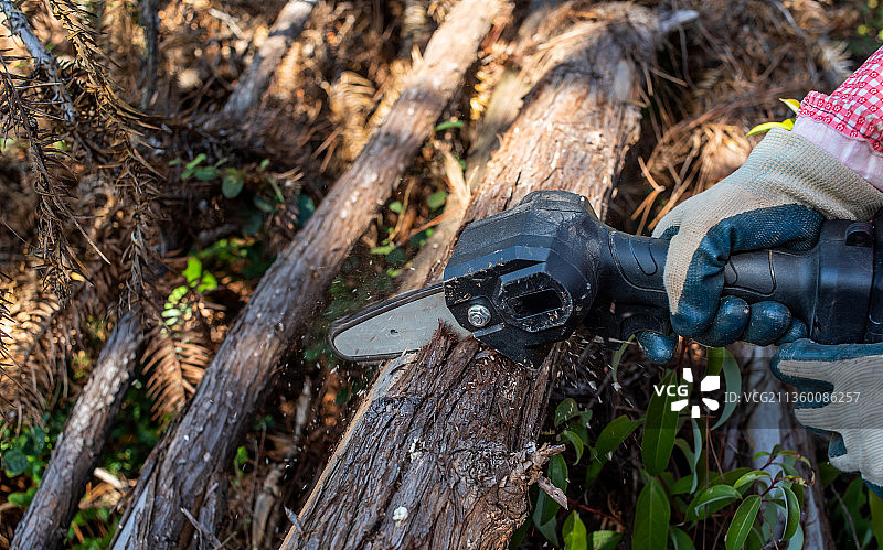 森林砍伐锯树木背景素材图片素材