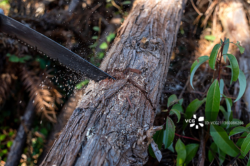 森林砍伐锯树木背景素材图片素材