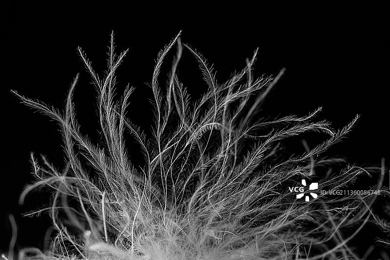 白鸭绒羽绒特写图片素材