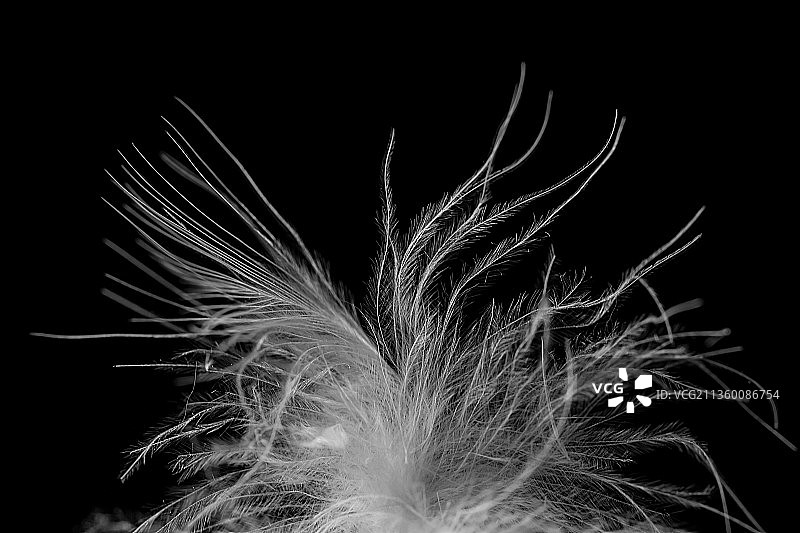 白鸭绒羽绒特写图片素材