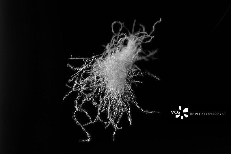 一朵白鸭绒羽绒原料图片素材