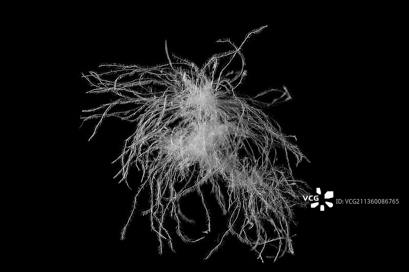 一朵白鸭绒羽绒原料图片素材