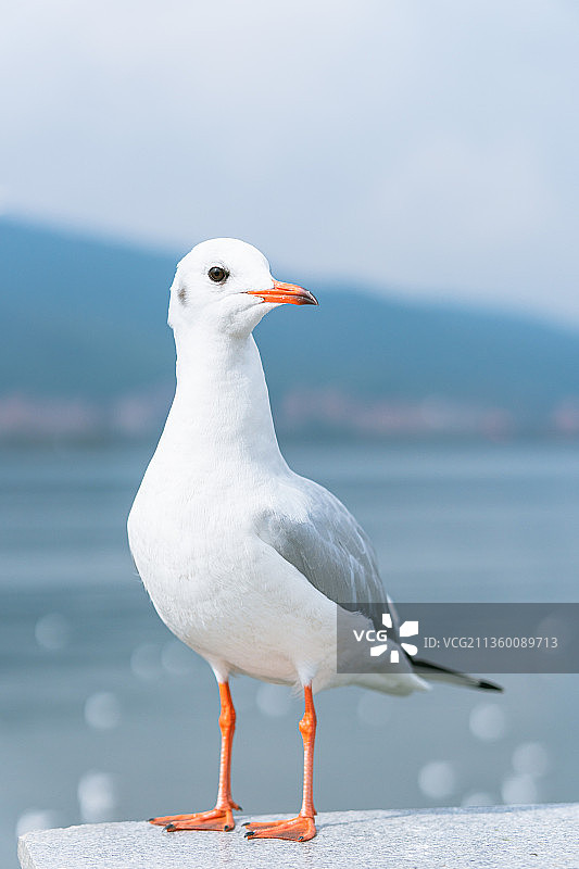 红嘴鸥图片素材