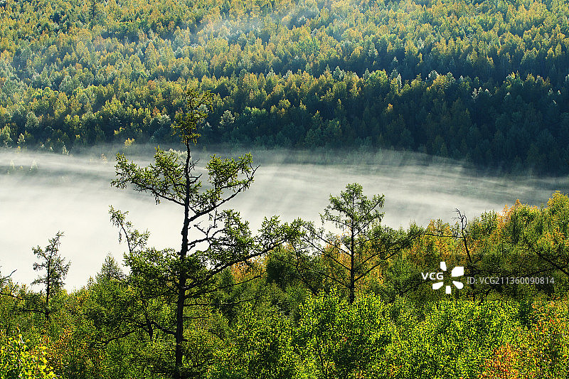 大兴安岭黎明梦幻山林云雾图片素材