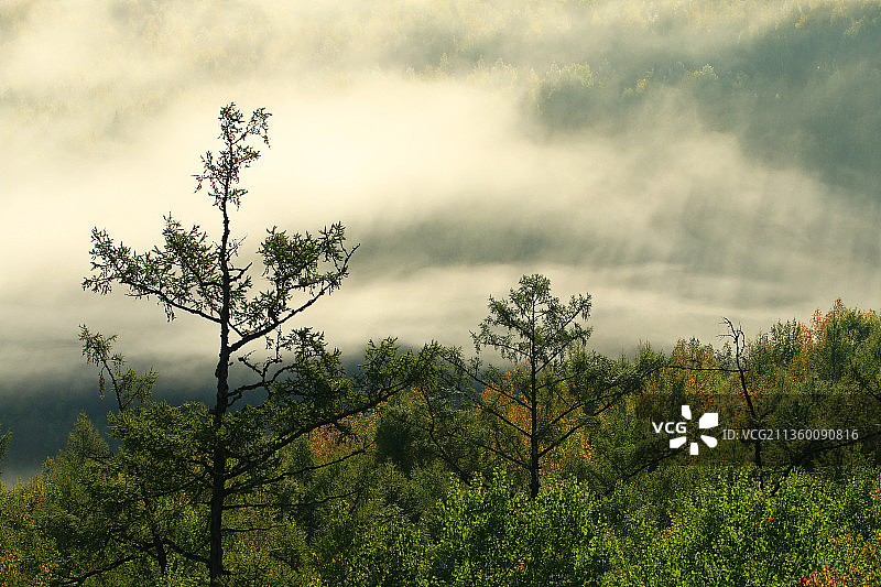 大兴安岭黎明梦幻山林云雾图片素材